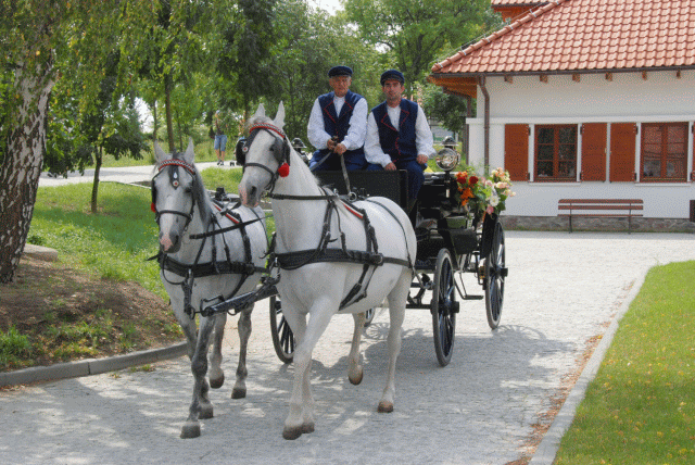 wozkonny