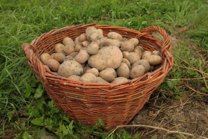 wykopki2
